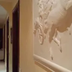 Cosmos Guest house